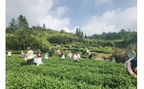 【春日限定】军营村采茶制茶 + 挖笋一日游｜指尖拾茶香，竹林寻鲜趣，把春天带回家！