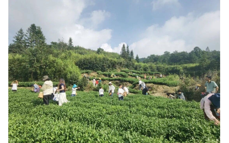 【春日限定】军营村采茶制茶 + 挖笋一日游｜指尖拾茶香，竹林寻鲜趣，把春天带回家！